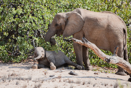 elephants in the Etosha National Park, Namibia South Africaの写真素材
