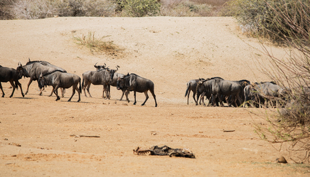 gnu in the Etosha National Park in Namibia South Africaの写真素材