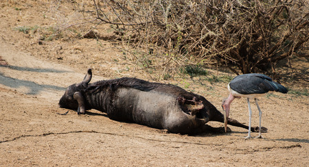 gnu in the Etosha National Park in Namibia South Africaの写真素材