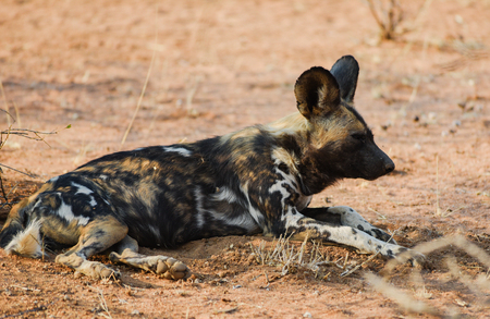 African wild dog in Etosha national park in Namibia South Africaの写真素材