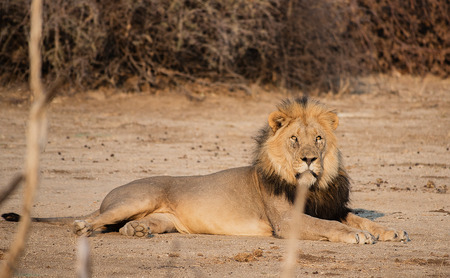 Lion in the Etosha National Park in Namibia South Africaの写真素材