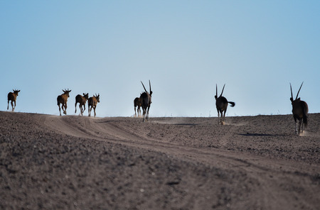 Oryx antelopes in the Etosha National Park, Namibia South Africaの写真素材