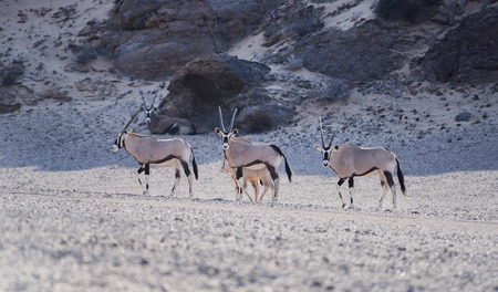 Oryx antelopes in the Etosha National Park, Namibia South Africaの写真素材