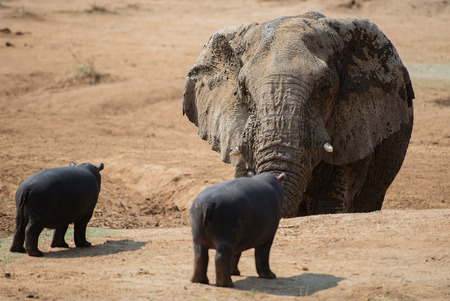 Hippopotamus in the Etosha National Park in Namibia South Africaの写真素材