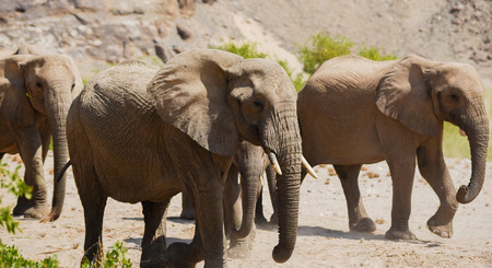elephants in the Etosha National Park, Namibia South Africaの写真素材