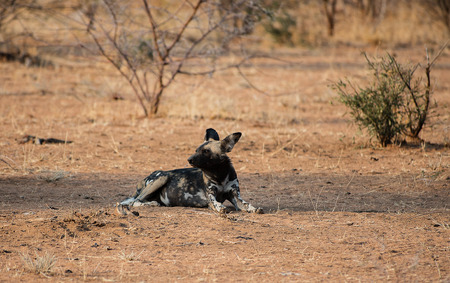 African wild dog in Etosha national park in Namibia South Africaの写真素材
