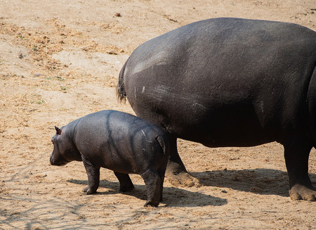 Hippopotamus in the Etosha National Park in Namibia South Africaの写真素材