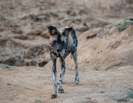 African wild dog in Etosha national park in Namibia South Africaの写真素材