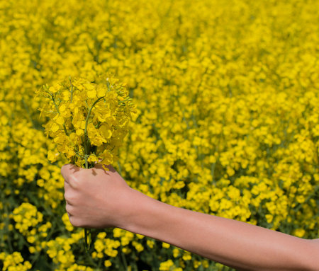 Hand with rape in a rape field