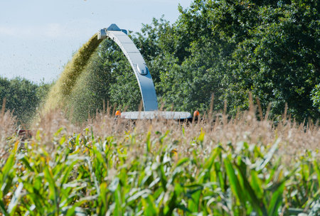 Corn harvest, corn harvester in action, harvest truck with tractor