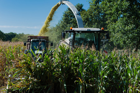 Corn harvest, corn harvester in action, harvest truck with tractorの写真素材