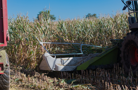 Corn harvest, corn harvester in action, harvest truck with tractorの写真素材