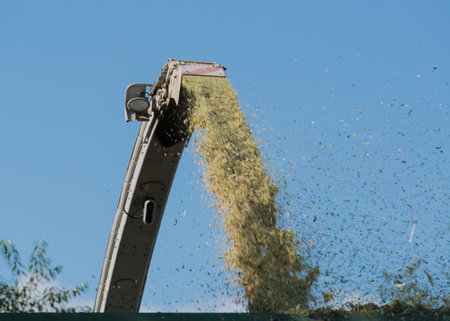 Corn harvest, corn harvester in action, harvest truck with tractor