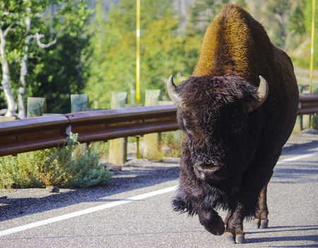 American bison buffalo in the national parkの写真素材