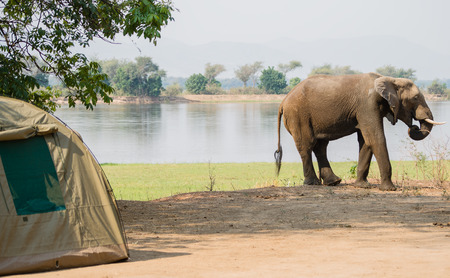 Elephants in the savanna of Zimbabwe, South Africaの写真素材
