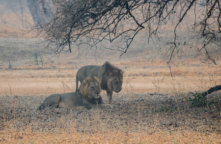 Lion in the Savannah of Zimbabwe, South Africaの写真素材