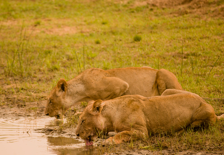 Lioness in the Savannah of Zimbabwe, South Africaの写真素材