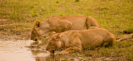 Lioness in the Savannah of Zimbabwe, South Africaの写真素材