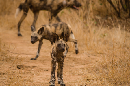 African wild dogs at the Savannah off in Zimbabwe, South Africaの写真素材