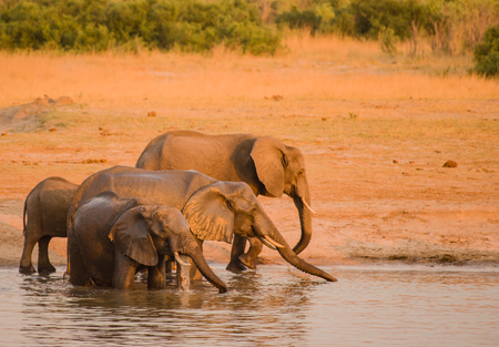 Elephants in the savanna of Zimbabwe, South Africaの写真素材