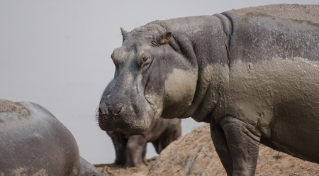 Hippo in Savannah off in Zimbabwe, South Africaの写真素材