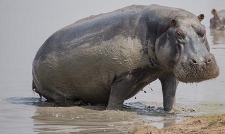 Hippo in Savannah off in Zimbabwe, South Africaの写真素材