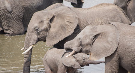 Elephants in the savanna of Zimbabweの写真素材