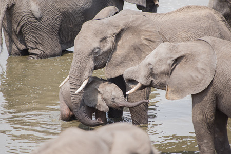 Elephants in the savanna of Zimbabwe, South Africaの写真素材