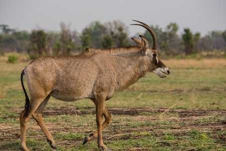 Waterbucks in Savannah off in Zimbabweの写真素材