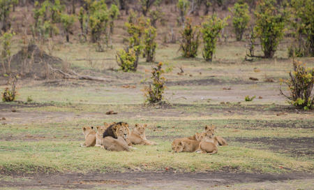 Lionesses group in the savanna of Zimbabwe, South Africaの写真素材