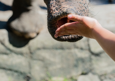 Asian elephant in closeupの写真素材