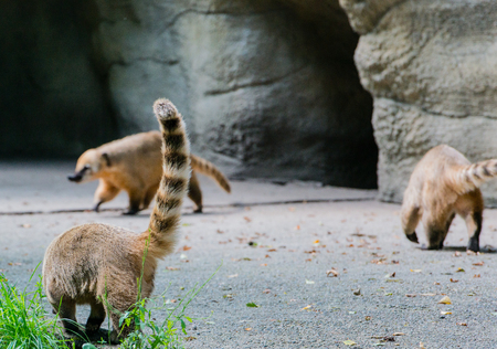 Coati looking for foodの写真素材