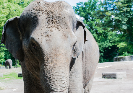 Asian elephant in closeupの写真素材