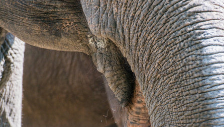 Asian elephant in closeup