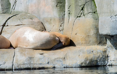 Pacific walrus swims under and over waterの写真素材