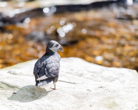 Atlantic puffin in the outdoorsの写真素材