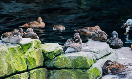 Iron duck in the outdoorsの写真素材