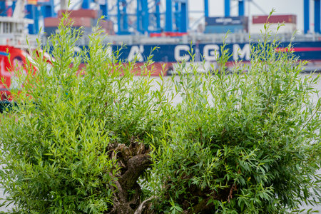 Container terminal Burchardkai in Hamburg on the Elbeのeditorial素材