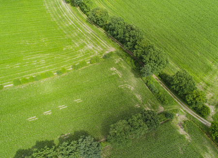 Aerial view of corn fields after a rainy seasonの写真素材