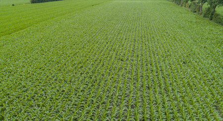 Drone flight and aerial view over a corn fieldの写真素材