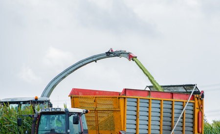 Corn harvest, corn harvester in action, harvest truck with tractorの写真素材