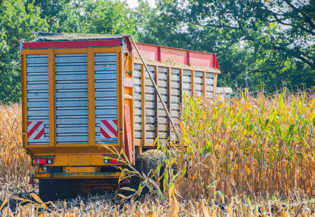 Corn harvest, corn harvester in action, harvest truck with tractorの写真素材