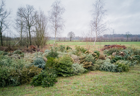 Christmas tree disposal after Christmasの写真素材