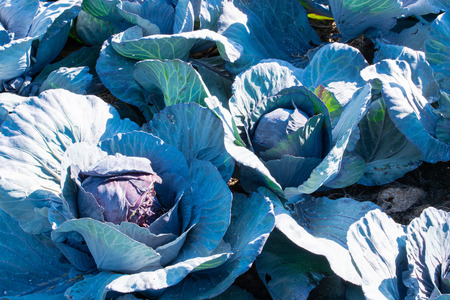 Red cabbage field in the cabbage growing region Schleswig Holsteinの写真素材