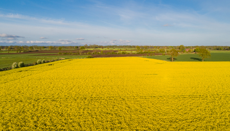 Drone's flight and aerial view over a rape fieldの写真素材
