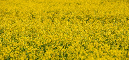 Drone's flight and aerial view over a rape field