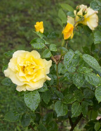 Yellow breeding roses in bloom blow in the windの写真素材