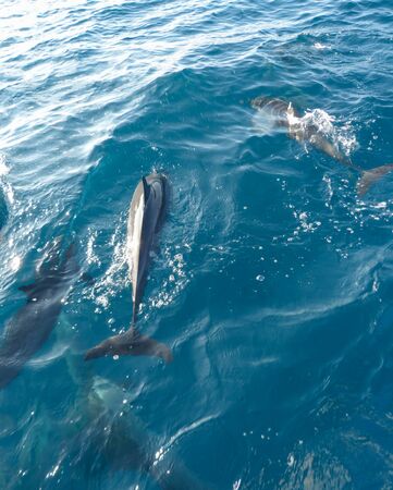Dolphins swimming in Indian Ocean off the Maldivesの写真素材