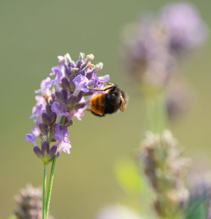 Bumble bee searching for food, macro photography