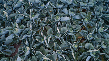 Cabbage field in the cabbage growing region Schleswig Holstein
